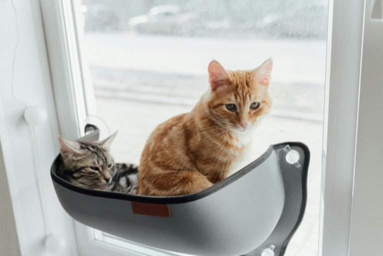 20 Trendy Cat Names That’ll Have Your Furry Friend Stealing the Spotlight
